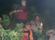 Polisi Menduga Pohon Ganja di Lahan BKSDA Garut Sengaja Ditanam