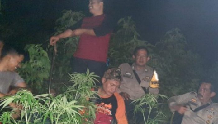 Polisi Menduga Pohon Ganja di Lahan BKSDA Garut Sengaja Ditanam