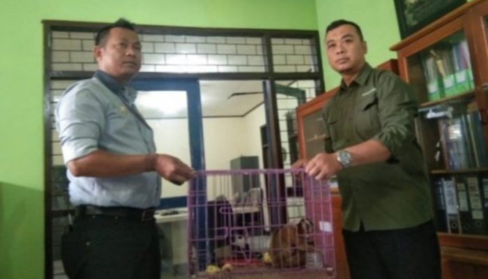 Warga Limbangan Garut Serahkan Dua Ekor Kukang ke BKSDA untuk Direhabilitasi