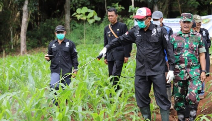 Garut Canangkan Gerakan Pengendalian Hama Ulat Grayak