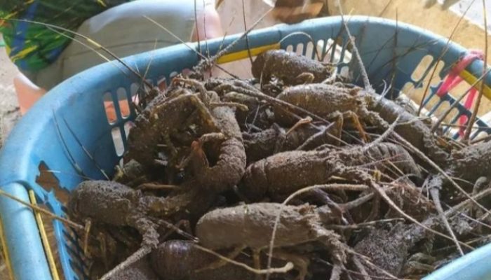 Nelayan di Garut Selatan Dukung Rencana Menghentikan Ekspor Benur