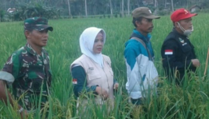 Seluas Tiga Hektare Sawah di Cisewu Diserang Hama Wereng