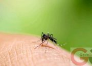 497 Warga Ciamis Terjangkit DBD, Lima Meninggal Dunia