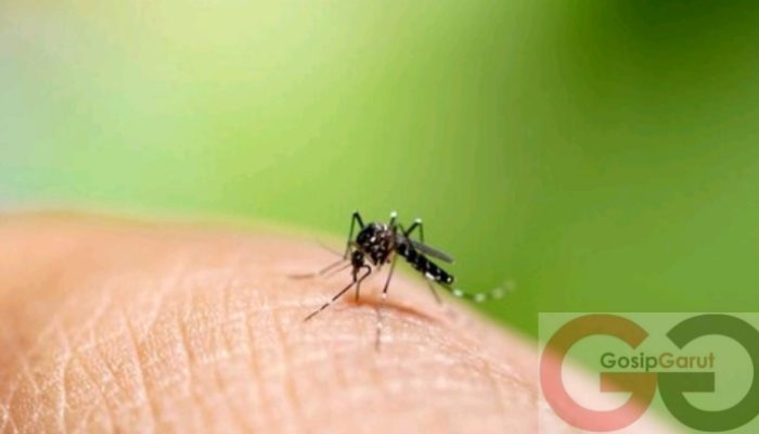 Ancaman DBD Meningkat di Garut, Diduga Faktor Curah Hujan Tinggi Jadi Pemicu Utama