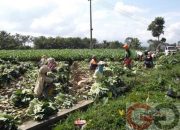 Industri Pertanian Garut Bergeliat di Tengah Wabah Corona