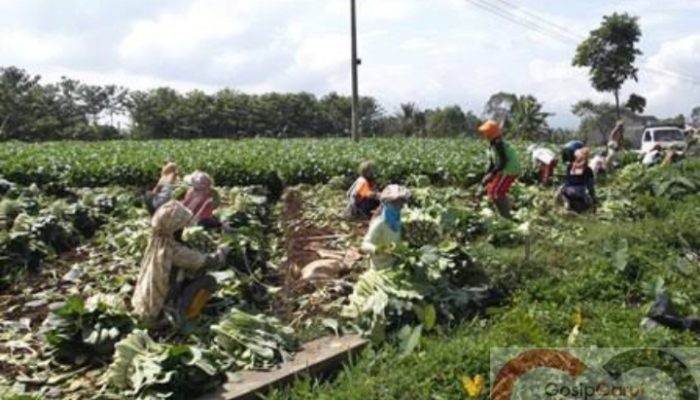 Industri Pertanian Garut Bergeliat di Tengah Wabah Corona