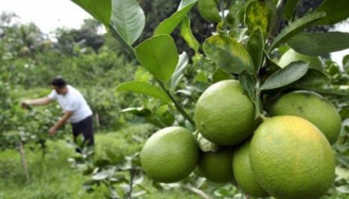 Jeruk Lemon California Asal Garut Laku Keras Karena Corona