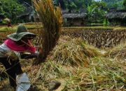 Petani di Garut Panen Raya Padi dan Jagung di Tengah Pandemi Corona