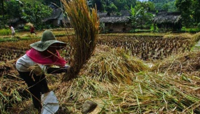 Petani di Garut Panen Raya Padi dan Jagung di Tengah Pandemi Corona