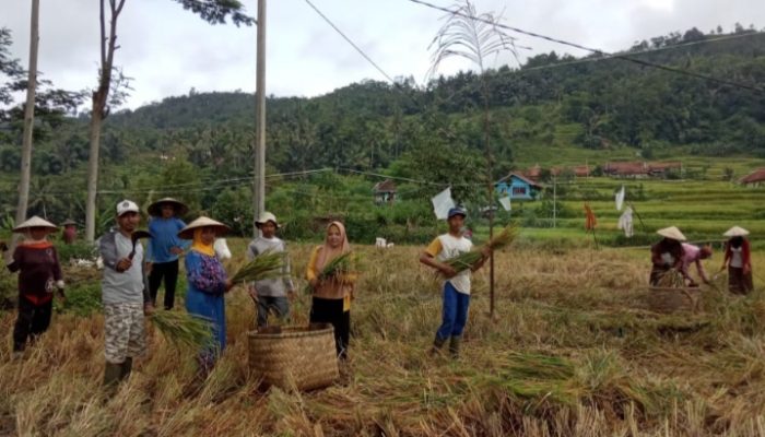 Cegah Virus Corona, Petani Garut Diimbau Jaga Jarak Ketika Panen