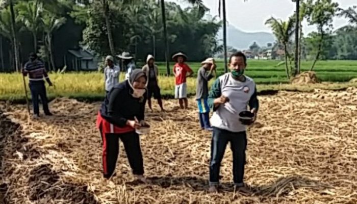 Di Ratusan Hektare Lahan Tadah Hujan, Petani Cibatu Gunakan Pola Tanam Pajale