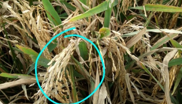 Petani Garut Menjerit, Tanaman Padi Fuso Karena Diserang Penyakit Blass