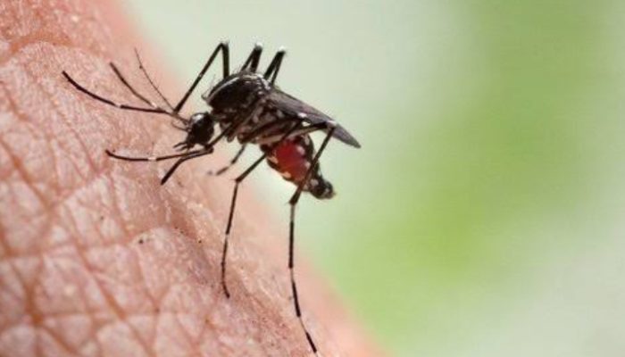 Alami Demam dan Kaki Bengkak, Warga Sekampung di Garut Diduga Terjangkit Chikungunya