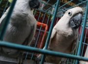 10 Ekor Burung Dilindungi Diamankan dari Nenek Berusia 70 Tahun di Garut