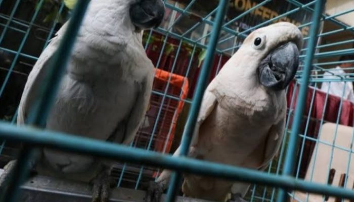 10 Ekor Burung Dilindungi Diamankan dari Nenek Berusia 70 Tahun di Garut