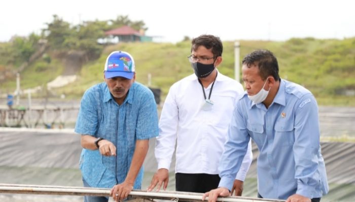 Termasuk Garut, Pantai Selatan Jawa Ditargetkan Jadi Sentra Budidaya Udang