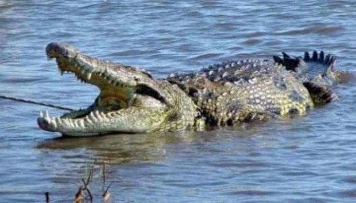Diduga Kabur dari Penangkaran di Garut, 3 Buaya Muncul di Waduk Jatigede