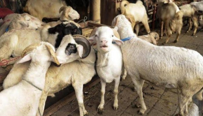 Domba Garut Bakal Hijrah ke Bandung Barat Bantu Ekonomi Warga