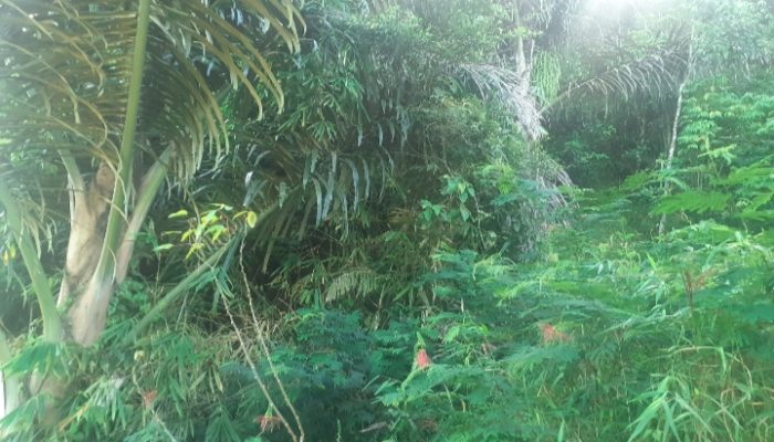Kawanan Kera dari Pasirhirung Turun Gunung Serang Sadapan Nira Milik Warga