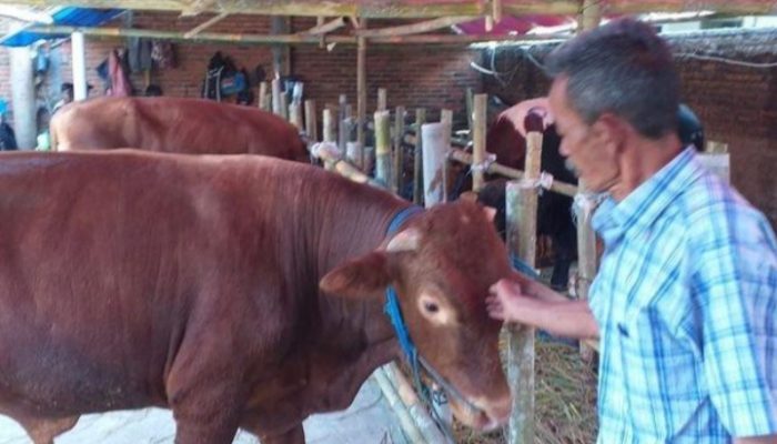 Jelang Idul Adha 1441 H, Omzet Penjualan Sapi di Garut Naik 10 Persen