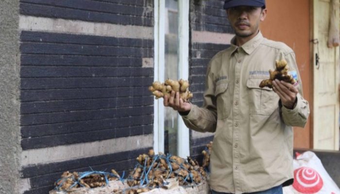 Jahe Rimpang dari Garut Mulai Mencuri Perhatian Pasar Luar Negeri