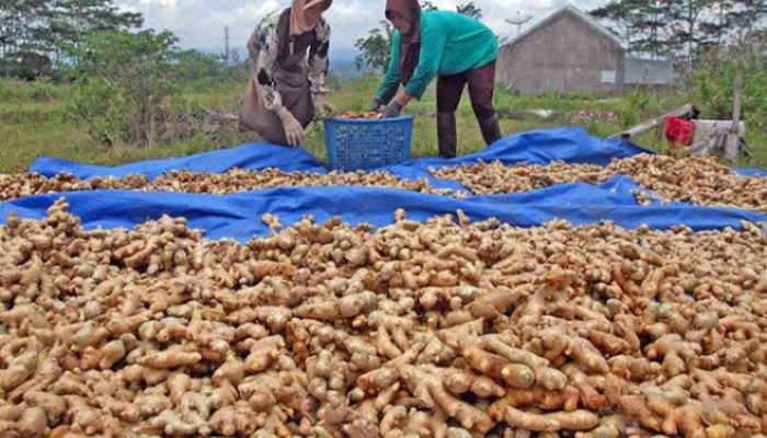 Ekspor Jahe Garut Terhenti Gegara Covid-19, di Pasar Lokal Harganya Naik