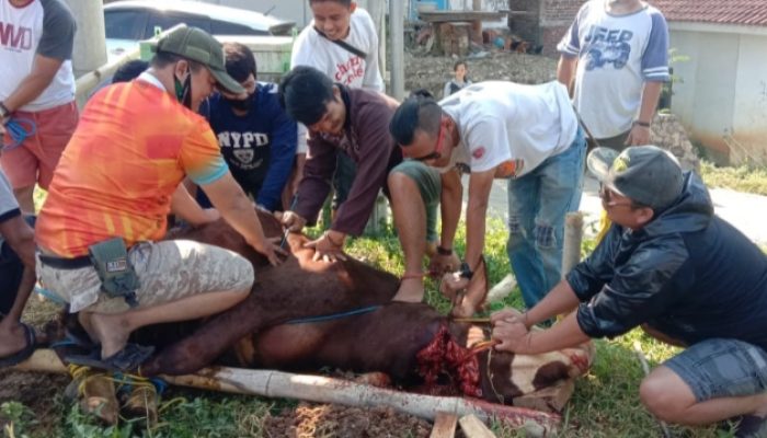 Warga Perum Puri Kulsum Limbangan Berkurban Dua Sapi dan Tiga Domba
