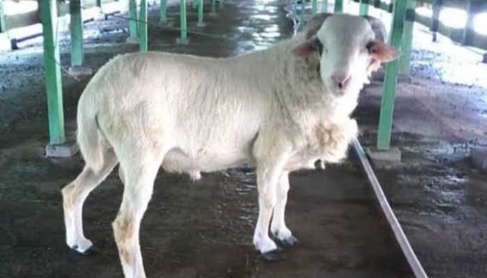 Di Garut Ditemukan Ratusan Hewan Kurban yang Tak Sehat dan Belum Cukup Umur