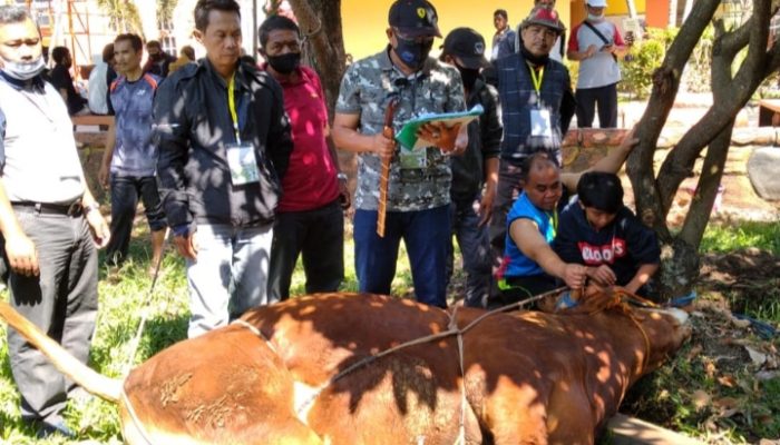 Alhamdulillah, Office Boy di SMKN 2 Garut Berkurban Dua Ekor Sapi