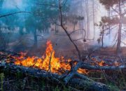 Musim Kemarau, Seribu Hektare Lebih Lahan di Garut Rawan Kebakaran