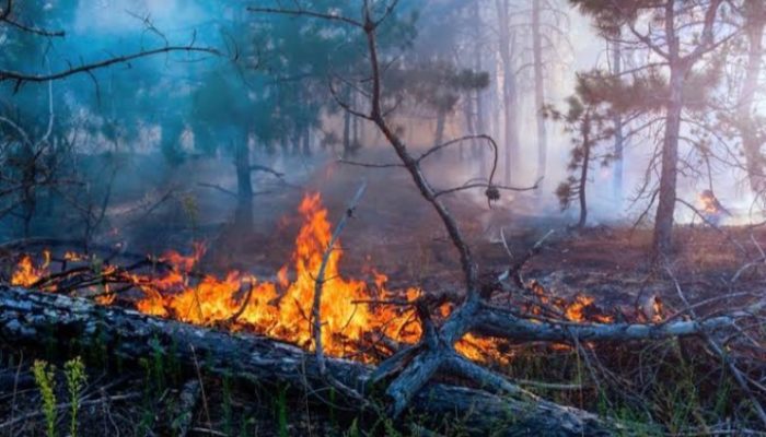 Musim Kemarau, Seribu Hektare Lebih Lahan di Garut Rawan Kebakaran