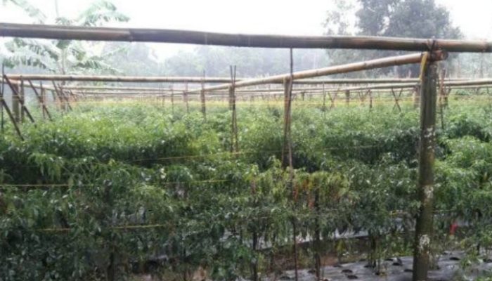 Petani Garut Mengeluh, Produk Pertanian Berlimpah Namun Harga Menurun
