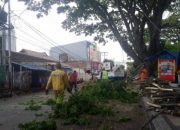 Sejumlah Pohon Besar di Depan Kantoran Pemkab dan DPRD Garut Dipangkas, Ada Apa?