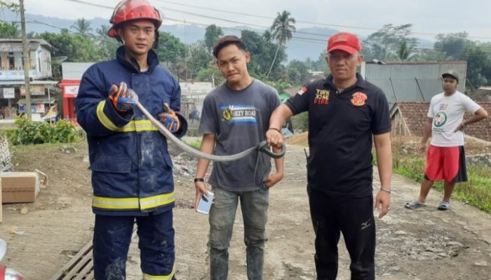 Seekor Ular Kobra Berhasil Dievakuasi dari Sebuah Ruko di Bungbulang