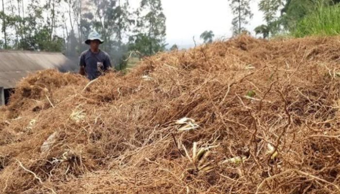 Meski Harganya Sedang Menurun, Produk Unggulan Garut Ini Tetap Menjanjikan
