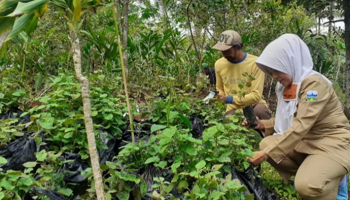 Petani di Cisewu Bersyukur Dapat Bantuan Bibit Nilam dan Pupuk dari Gubernur Jabar