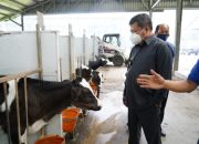 500 Sapi Perah Keturunan Australia Dilahirkan di Garut, Setiap Hari Hasilkan Susu