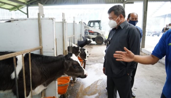 500 Sapi Perah Keturunan Australia Dilahirkan di Garut, Setiap Hari Hasilkan Susu