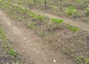 Permintaan Pasar Banyak, Petani di Desa Cisewu Ramai-ramai Tanam Porang