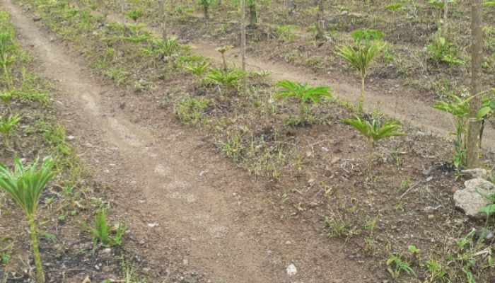 Permintaan Pasar Banyak, Petani di Desa Cisewu Ramai-ramai Tanam Porang