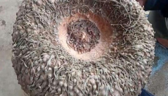 Selain Memberikan Nilai Ekonomis, Ini 5 Manfaat Porang untuk Kesehatan