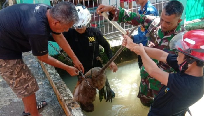 Seekor Monyet Peliharaan Lepas dan Menyerang Warga di Pameungpeuk