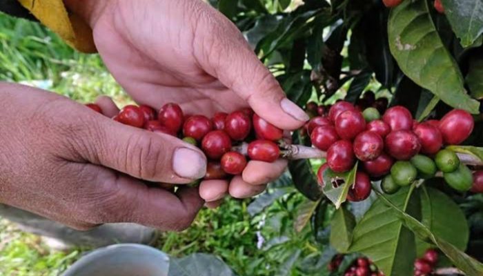 Sejumlah Desa di Garut Kembangkan Produk Kopi Sebagai Komoditas Unggulan