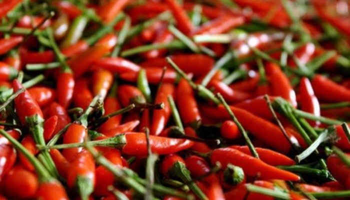 Potensi Panen Raya Cabai Rawit di Garut Diprediksi Capai 4.000 Ton