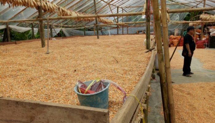 Pemkab Garut Tetapkan Wilayah Utara Sebagai Daerah Penghasil Jagung