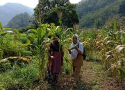 Penyuluh Pertanian di Cisewu Kunjungi Lapangan Sekalian Beli Jagung Hasil Panen Petani