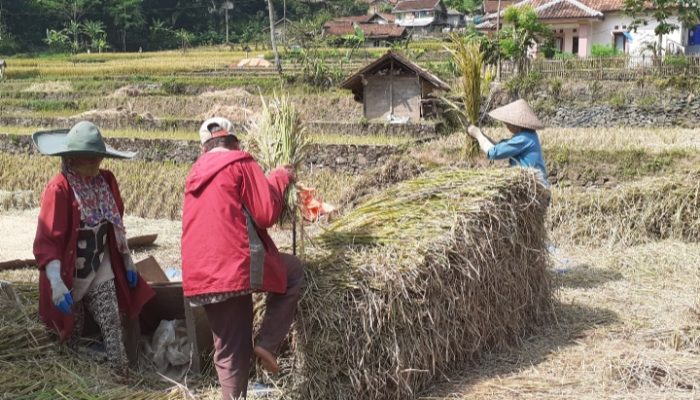 Petani Kampung Ciawitali, Ini Panen Terakhir di Lahan Tadah Hujan