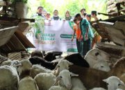Global Wakaf ACT Garut Salurkan 50 Domba ke Ponpes Al-Faruq Cisurupan