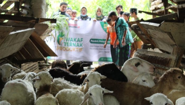 Global Wakaf ACT Garut Salurkan 50 Domba ke Ponpes Al-Faruq Cisurupan