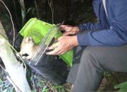 BKSDA Jabar Lepas Tiga Ekor Kukang Jawa di Hutan Gunung Guntur